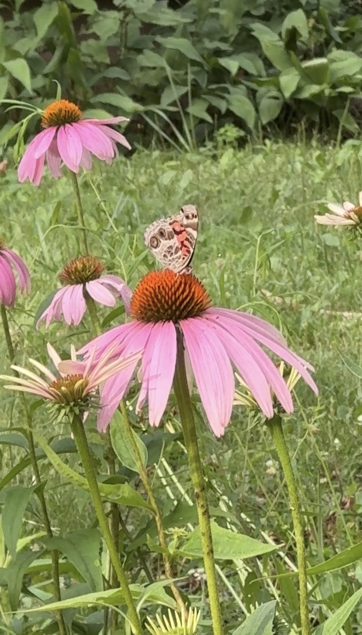 Butterfly on coneflower