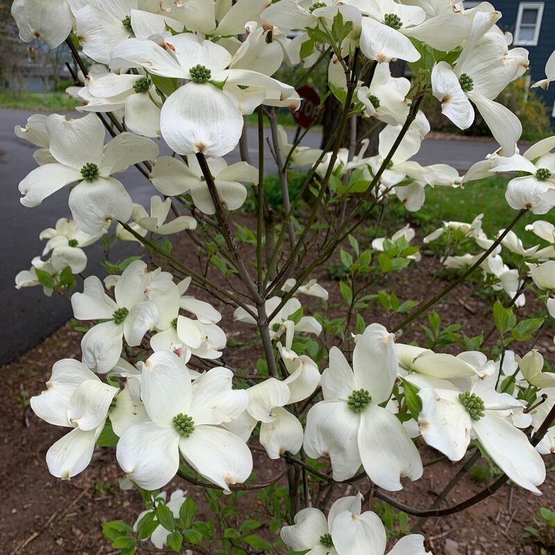 A dogwood tree in full white bloom