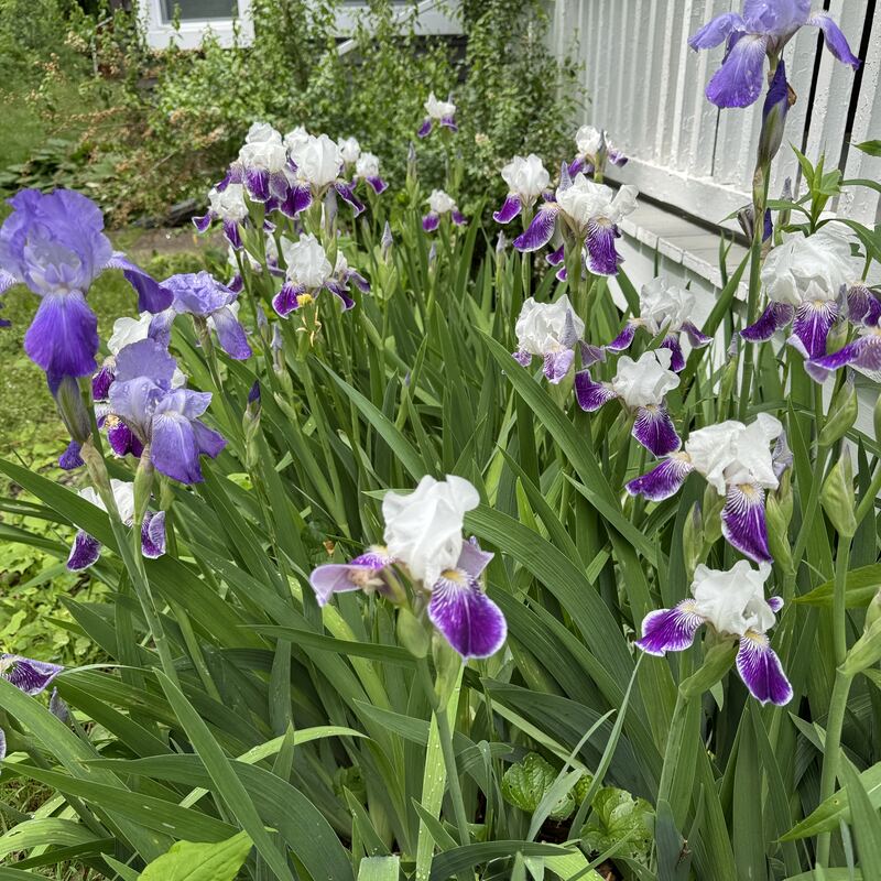 Purple and white bearded irises blooming by the porch railing