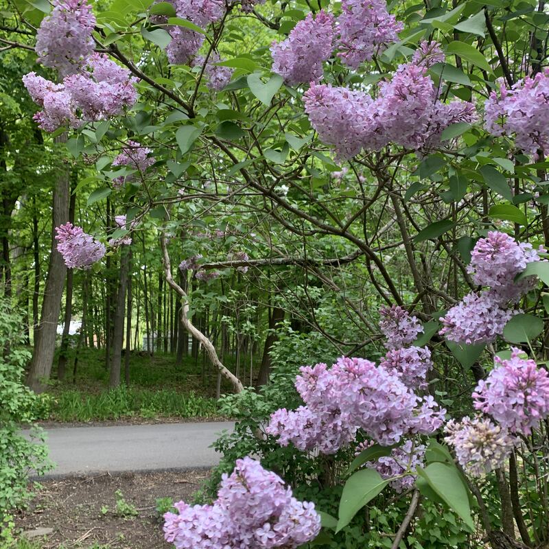 Lilac blossoms along a wooded path
