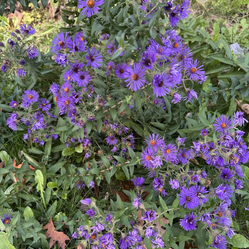 Purple New England asters blooming in early fall