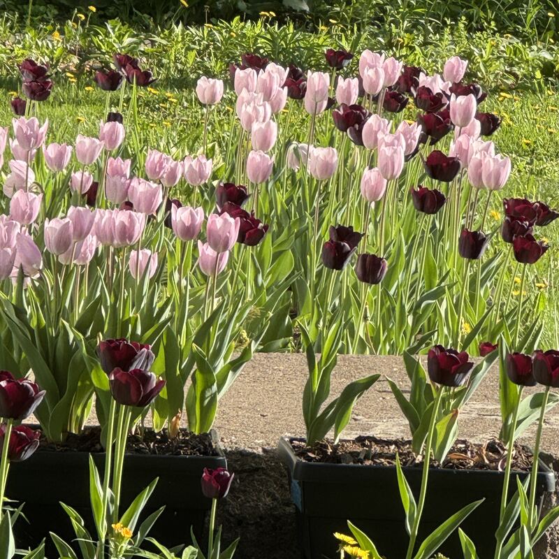 Pink and dark maroon tulips planted along a path